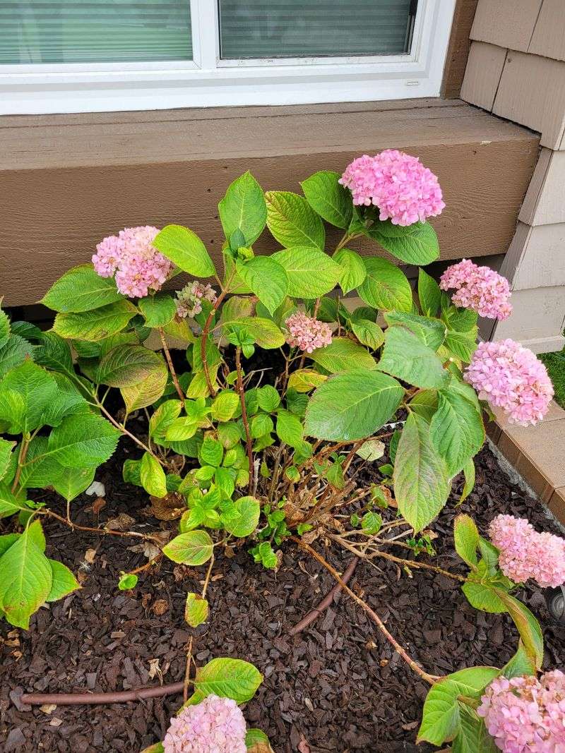Protect Against Late Frost Damage