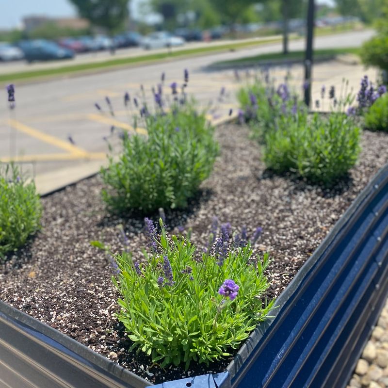 Create Raised Beds for Superior Drainage