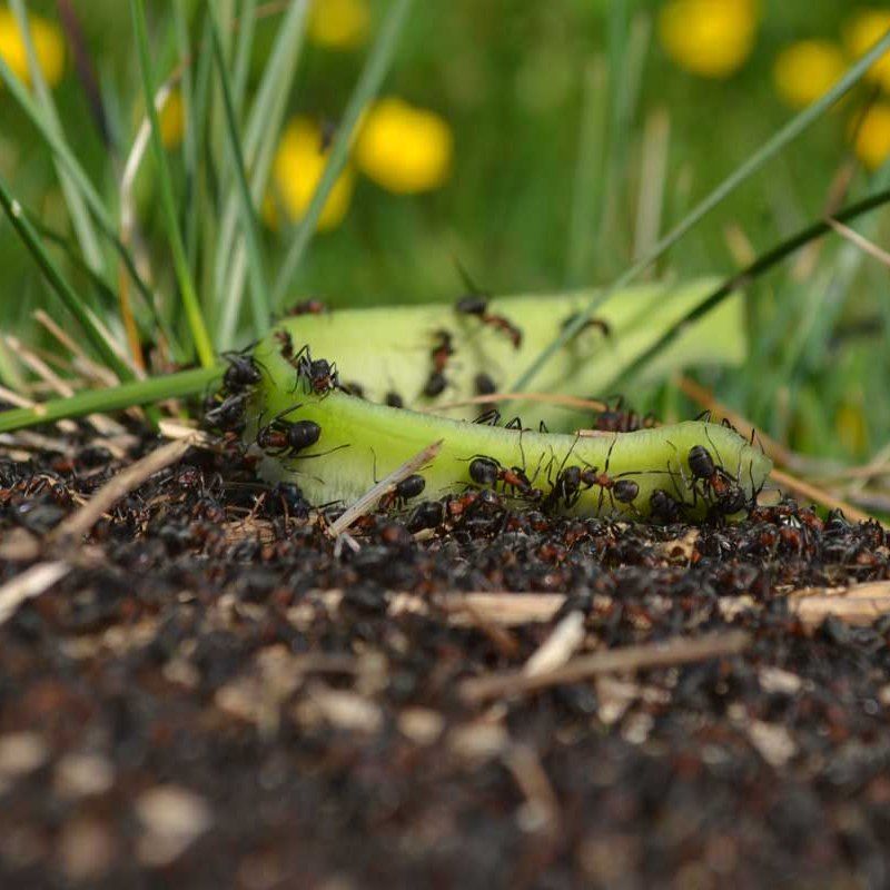 Check For Pests And Diseases Before Winter