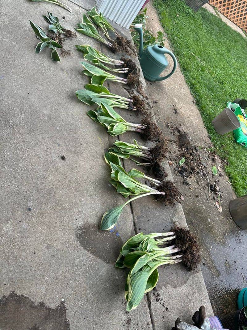 Divide Overgrown Clumps Before Or After Cutting