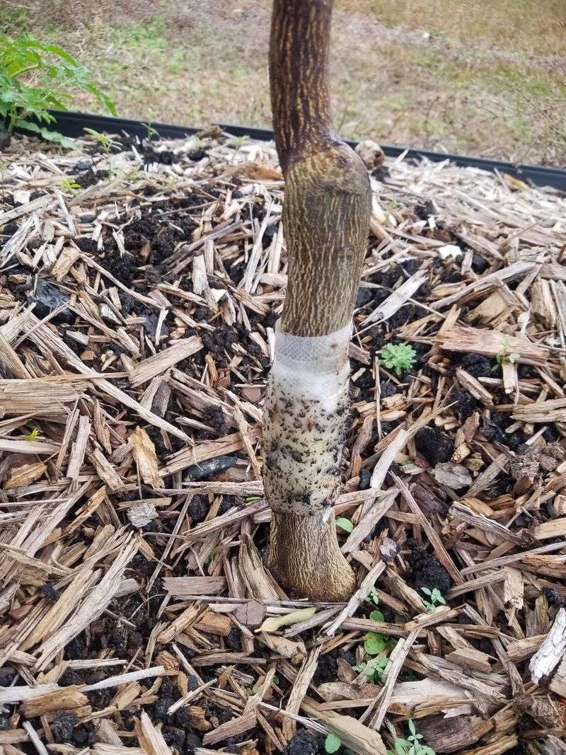 Wrap Young Tree Trunks for Protection