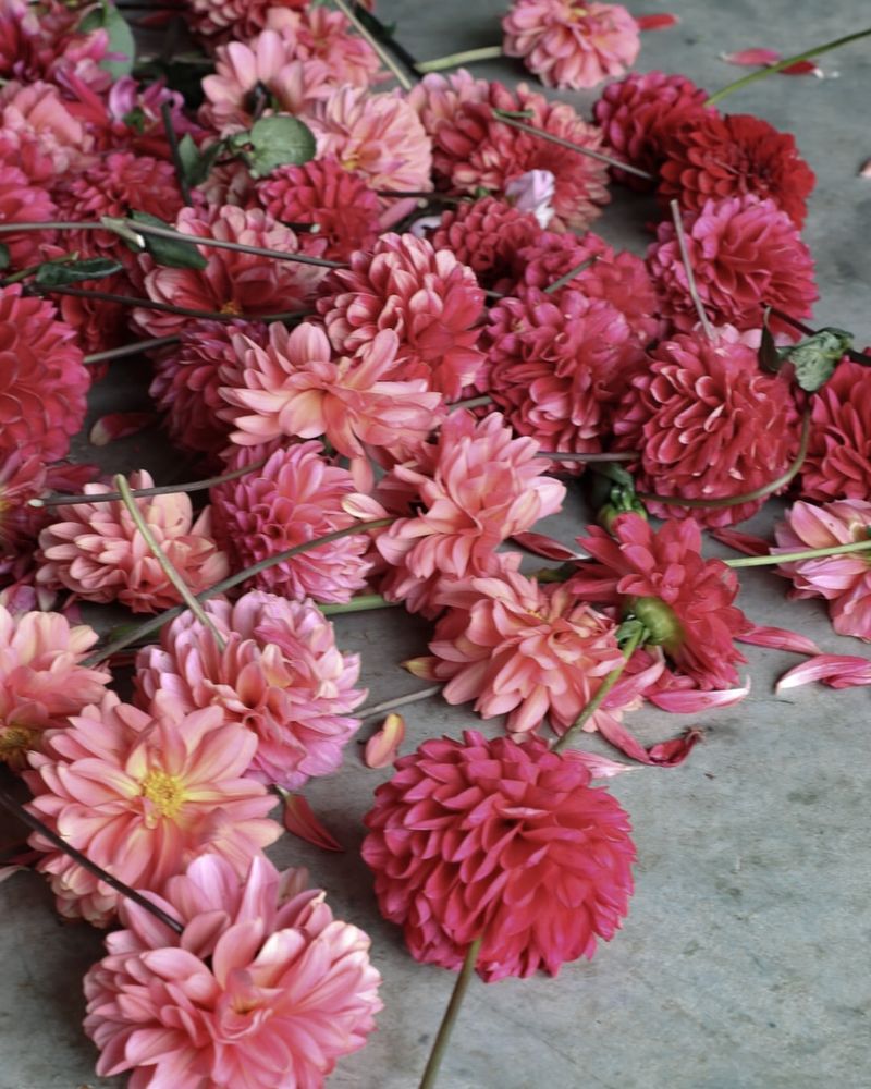 Deadhead Faded Blooms Regularly