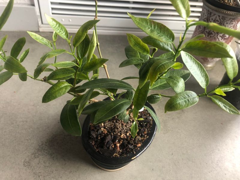 Reduce Watering Frequency