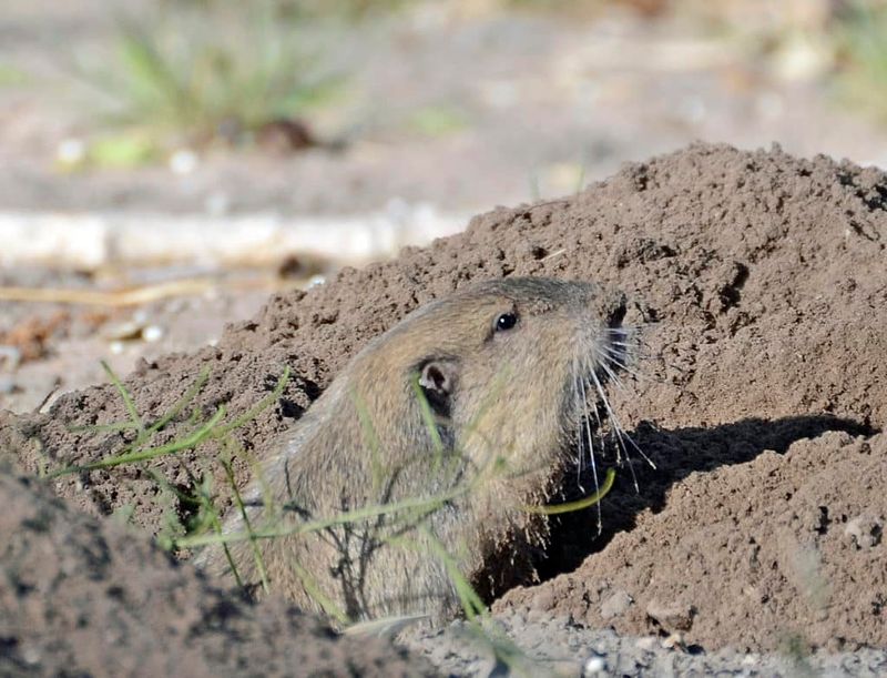 Flood Gopher Tunnels With Water
