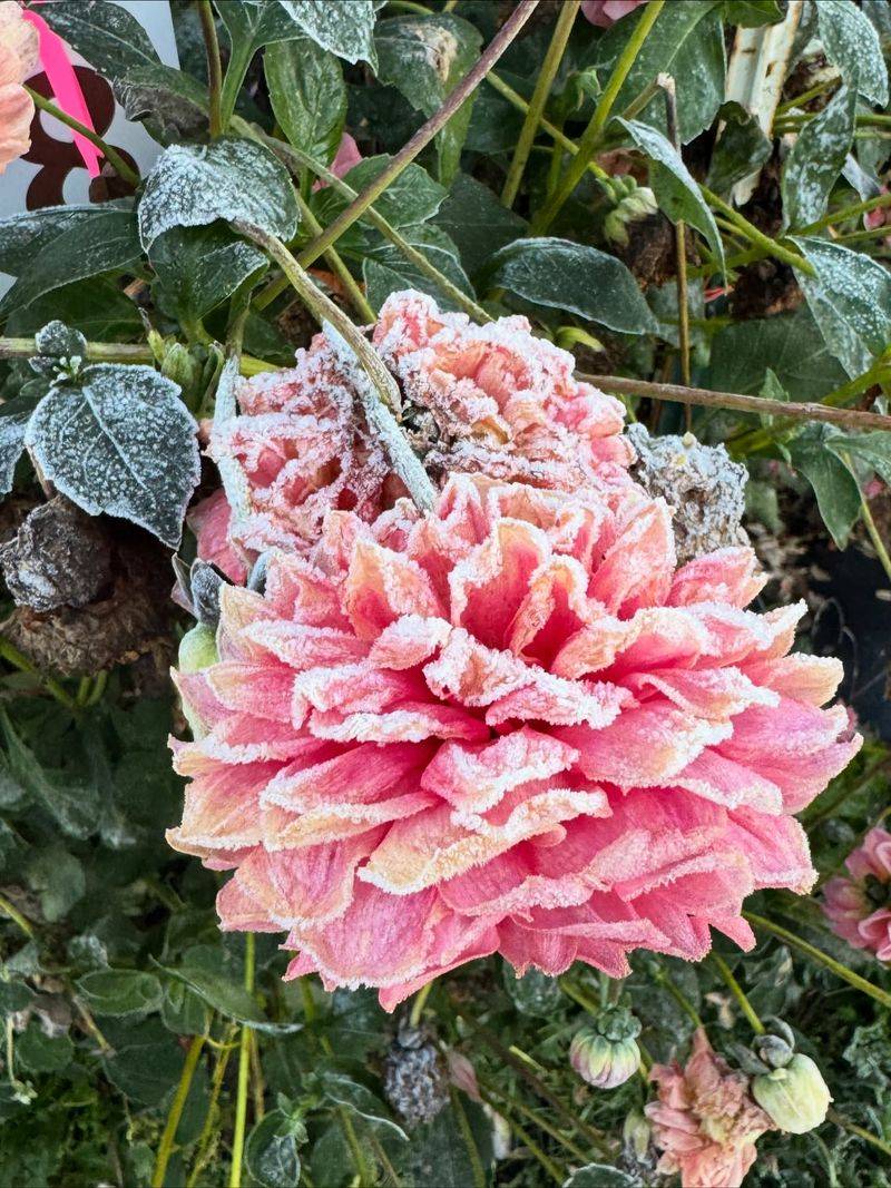 Cover Plants With Protective Fabric