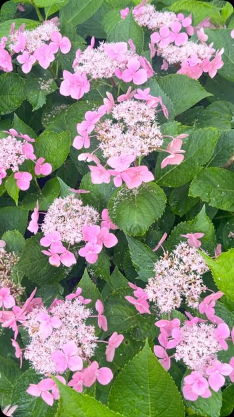 Ignoring Different Hydrangea Varieties