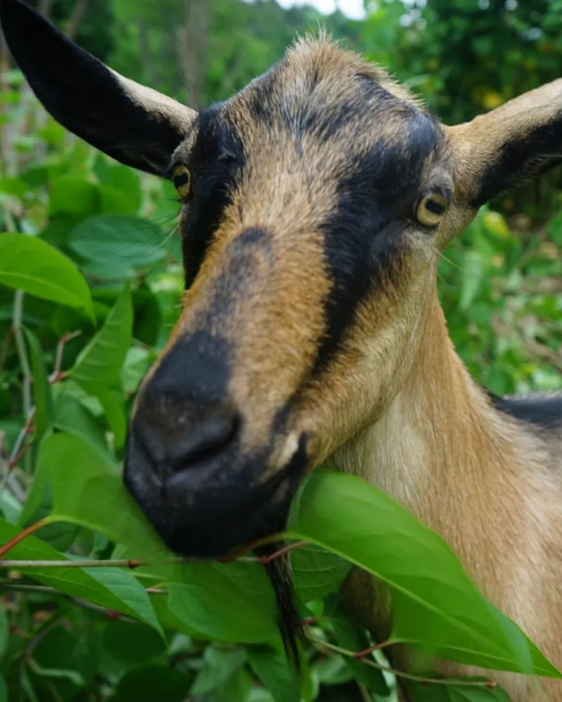 Introducing Grazing Animals