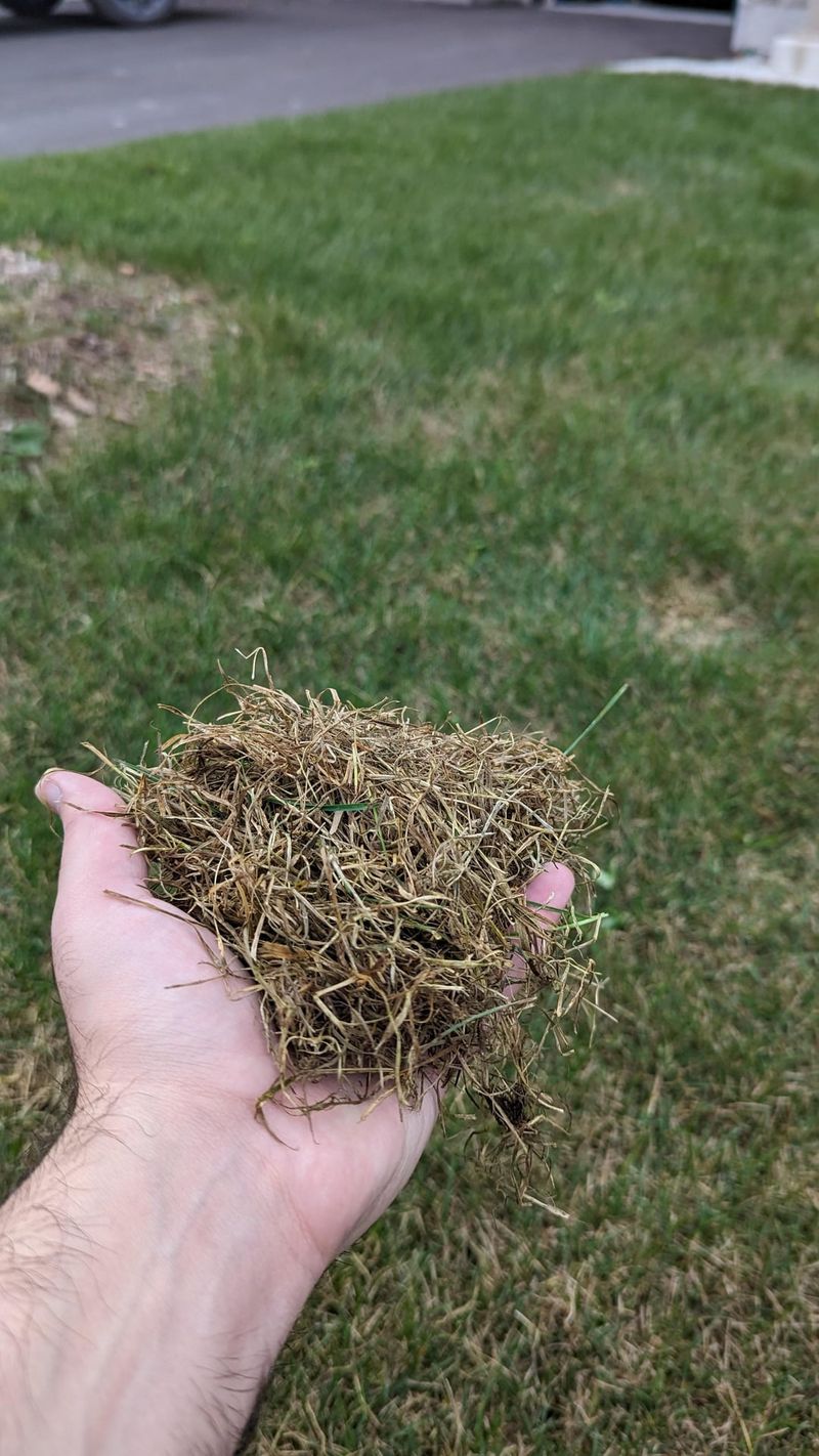 Letting Thatch Build Up