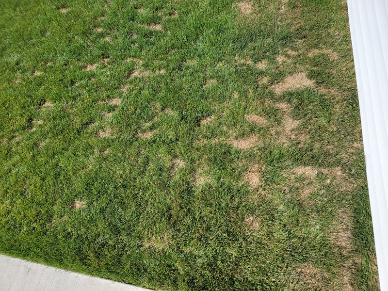 Neglecting Aeration Before Winter Arrives