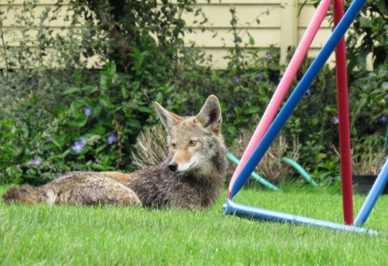 Corner the Coyote or Block Its Exit