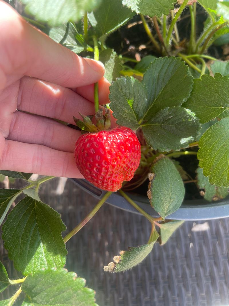 Strawberry