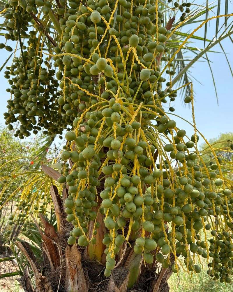 Date Palm