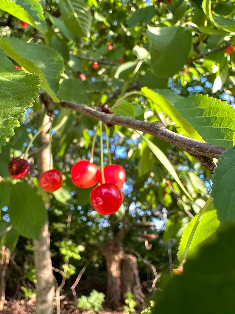 Sweet Cherry