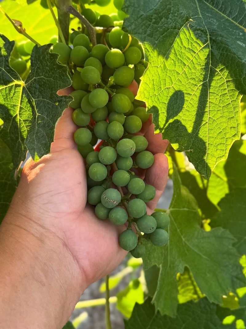 Grapes