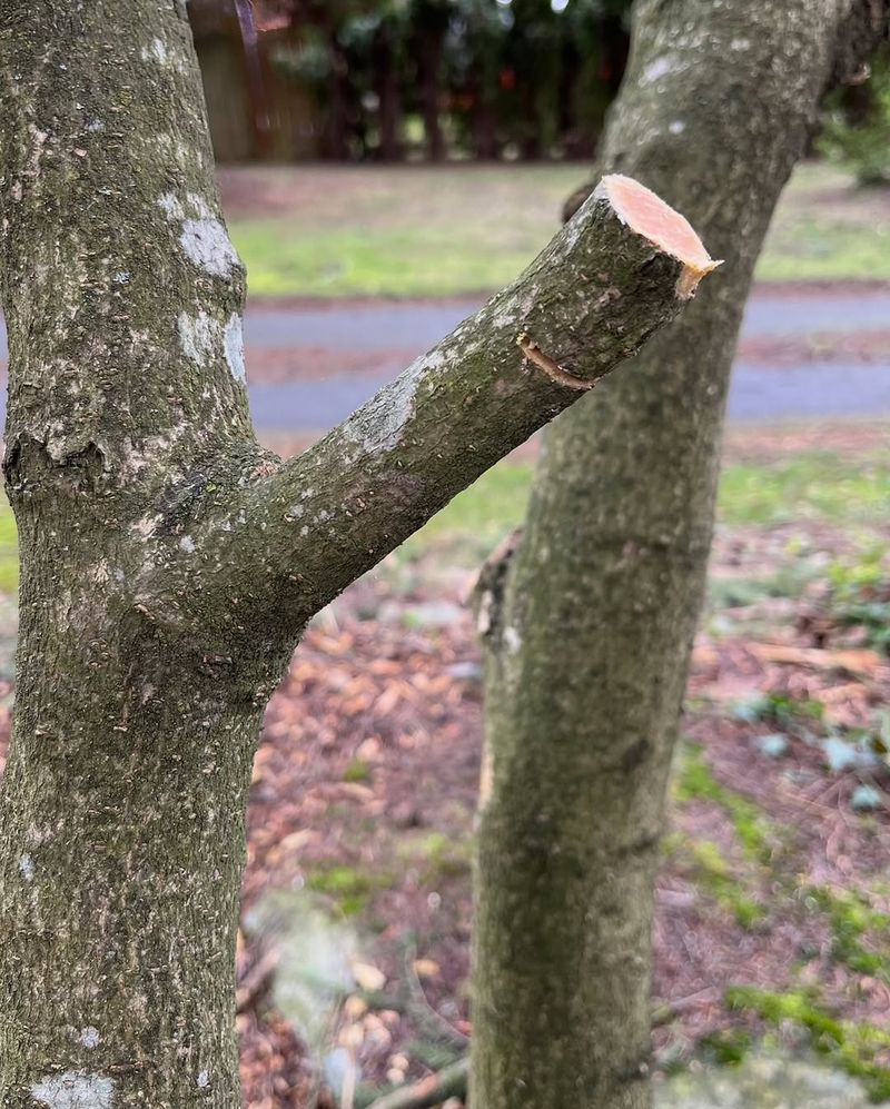 Encourages Healthy Spring Growth