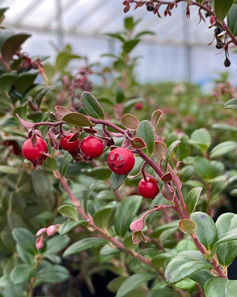 Lingonberry