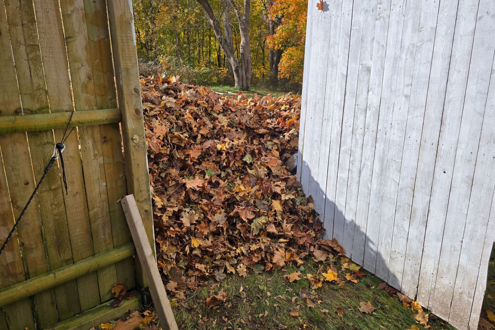 large pile of leaves blocking the opening of a fenced in yard's gate