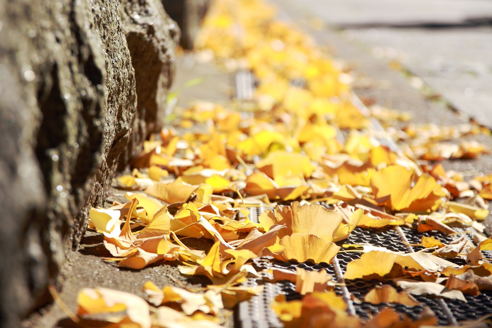 Are You Responsible For Leaves From Your Neighbor’s Tree In Ohio