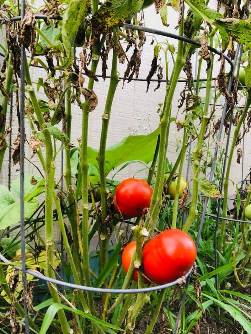 Next To Disease-Prone Nightshade Family Plants