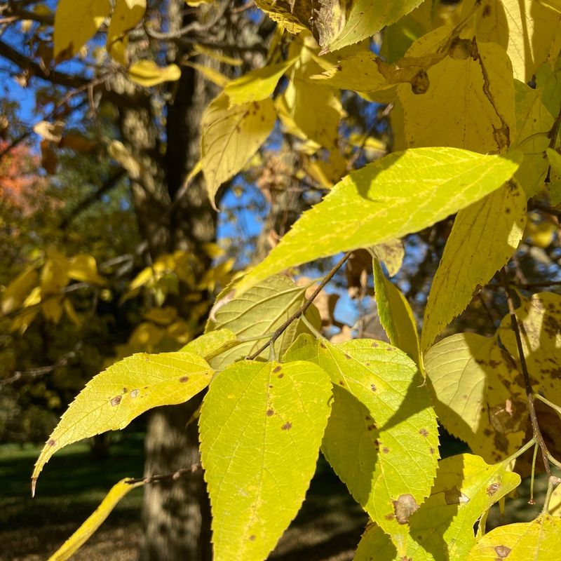 Hackberry Trees
