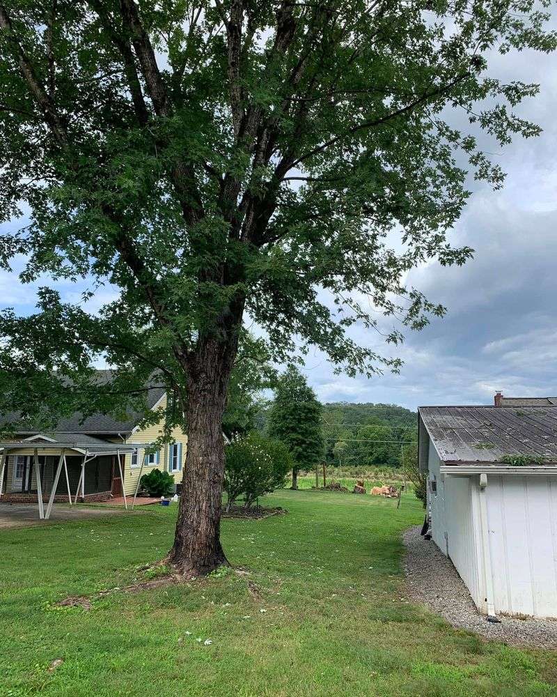 Silver Maple