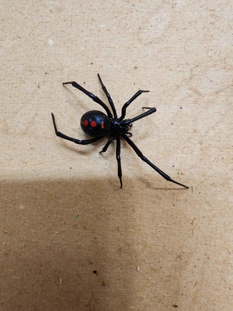 Black Widow Spider