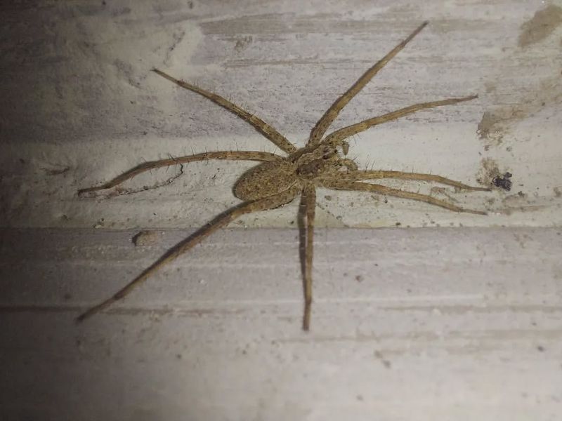 Hobo Spider