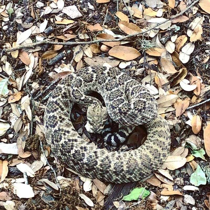 Western Diamondback Rattlesnake