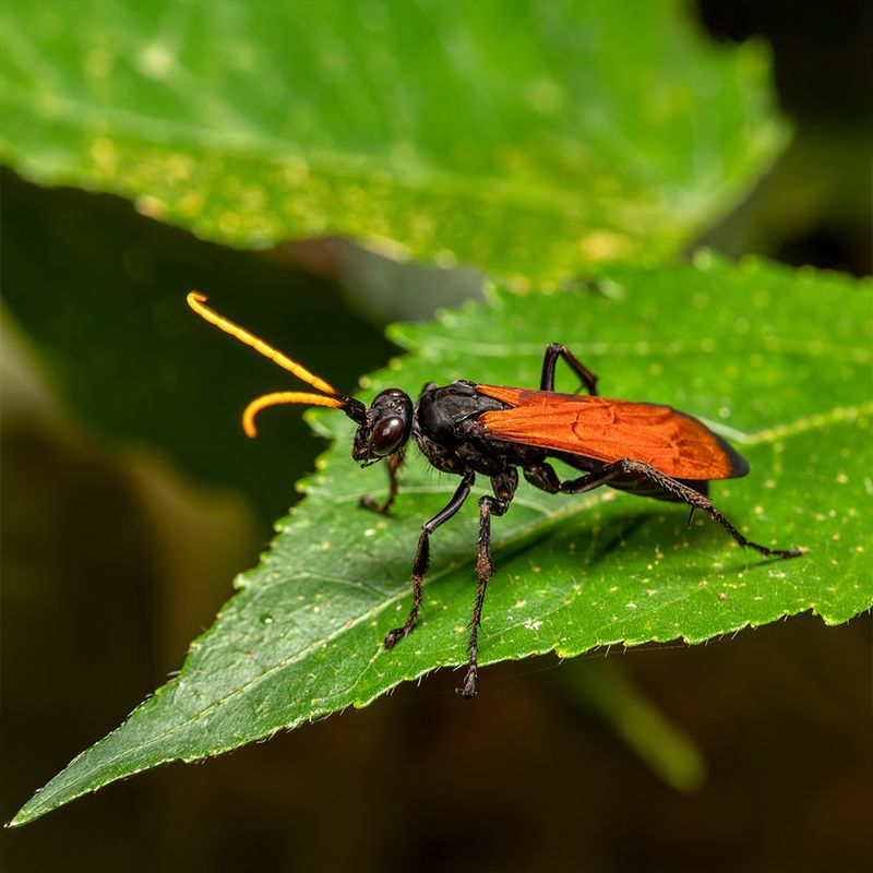 Tarantula Hawk Wasp