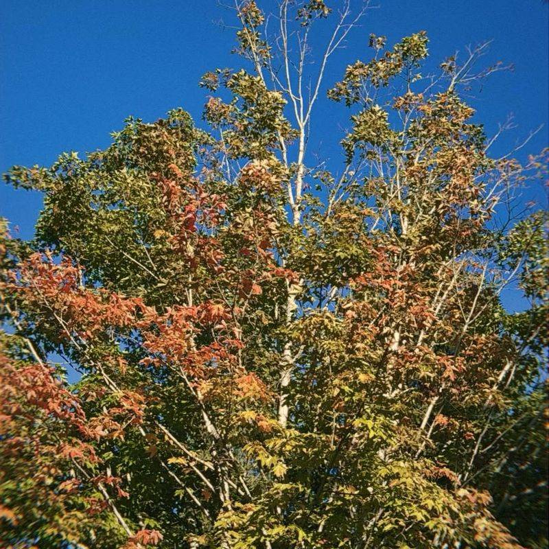 Rocky Mountain Maple