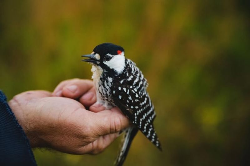 Red-cockaded Woodpeckers: Forest Architects