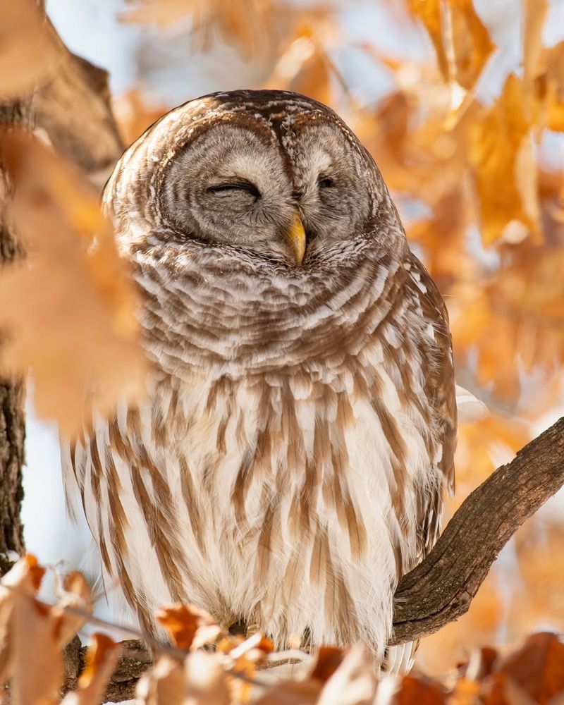 Barred Owls Calling