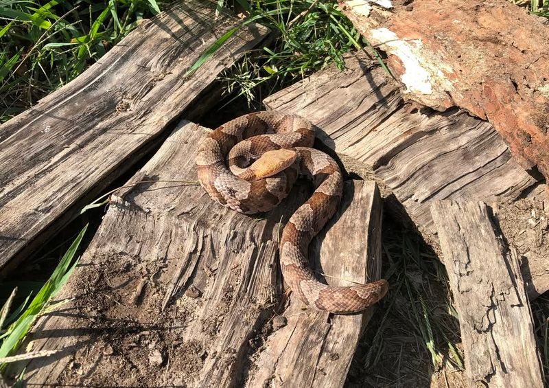 Copperhead Snakes