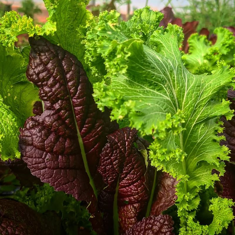 Mustard Greens
