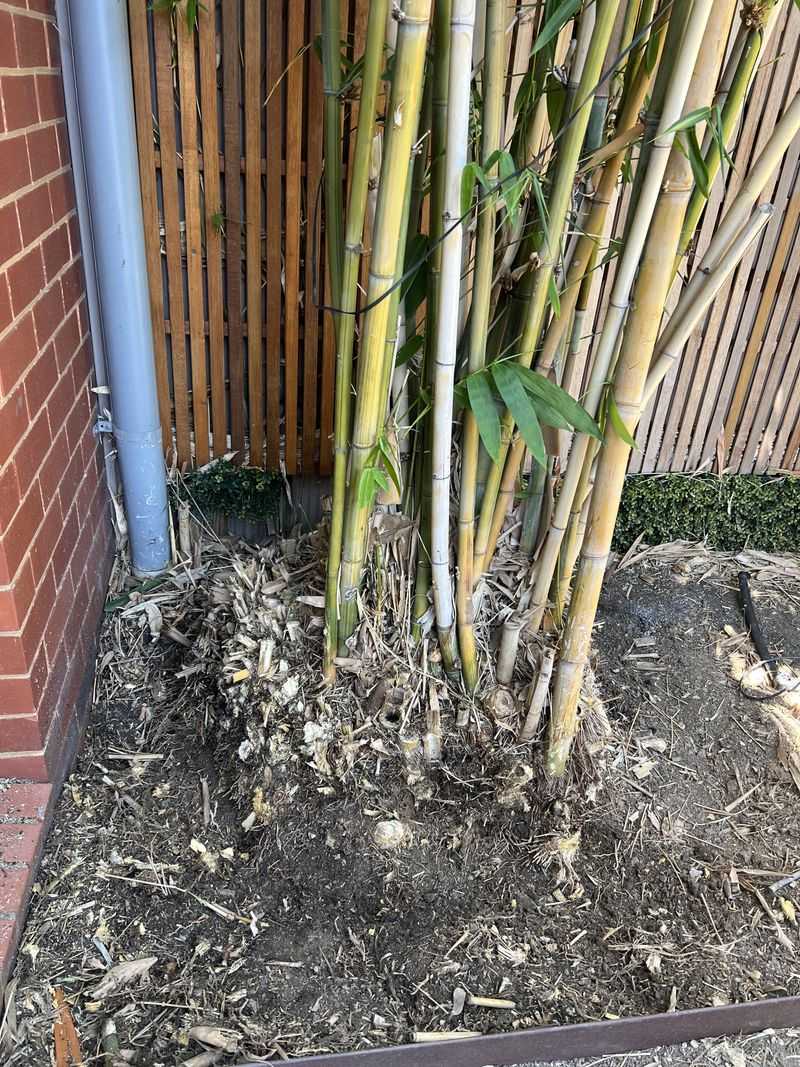 Invasive Bamboo Plantings