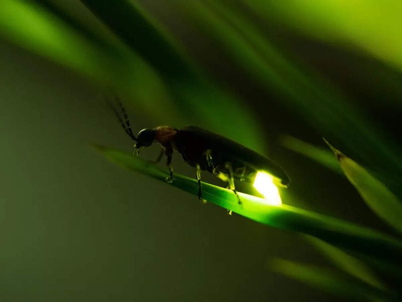 Pesticide and Chemical Use