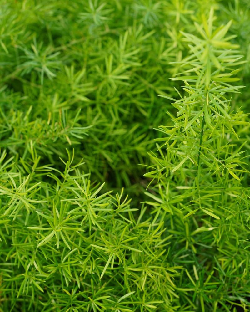 Asparagus Fern (Asparagus aethiopicus)