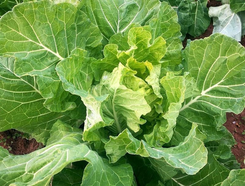 Collard Greens