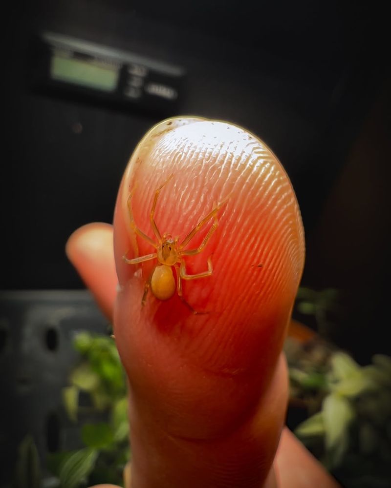 Brown Recluse Spider