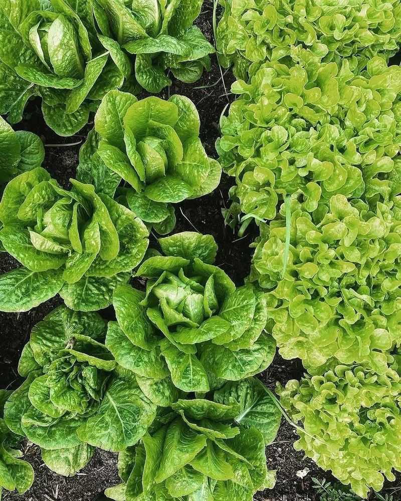 Winter Lettuce Varieties