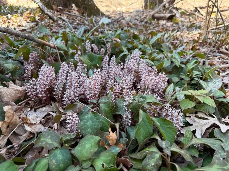Pachysandra