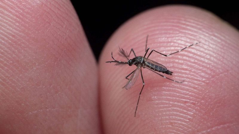 Mosquitoes