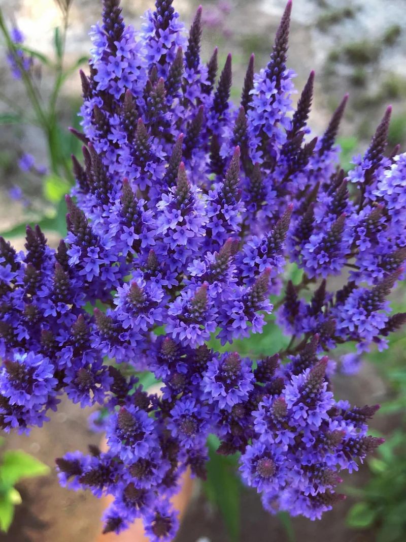 Blue Vervain