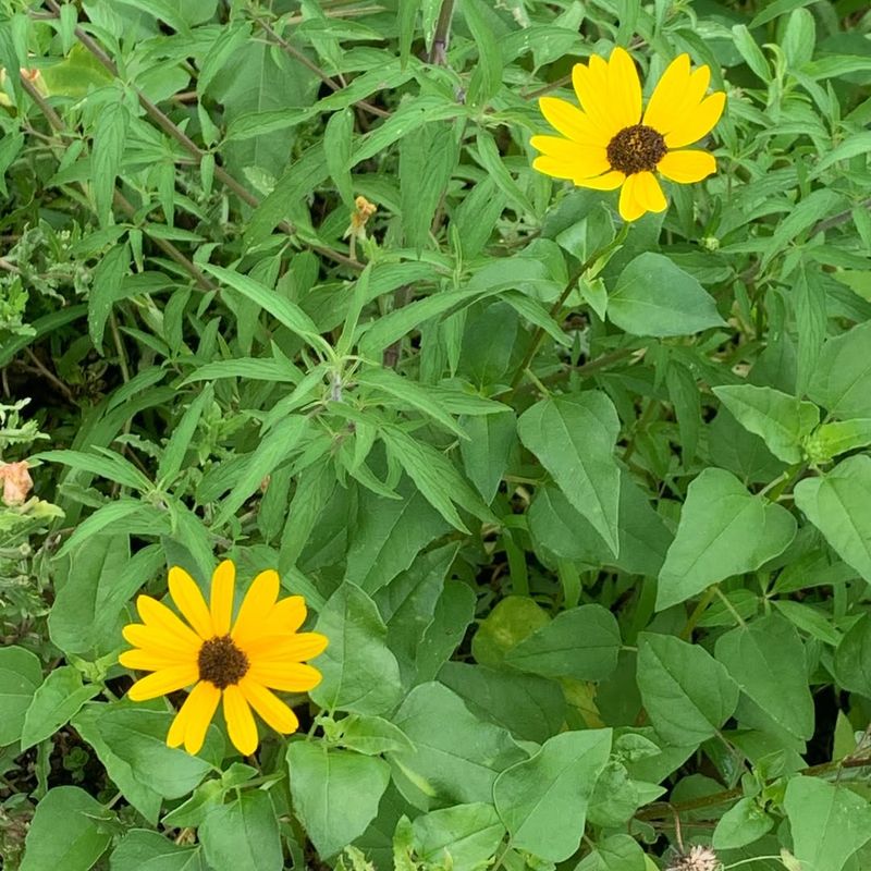 Beach Sunflower