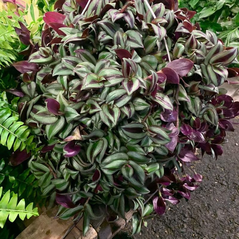 Wandering Jew (Tradescantia species)