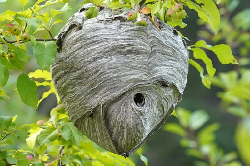 Bald-Faced Hornets Near Shrubs