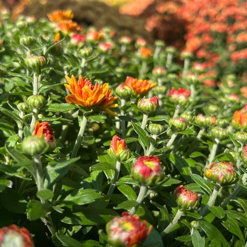 Not Planning For Winter Care Or Survival