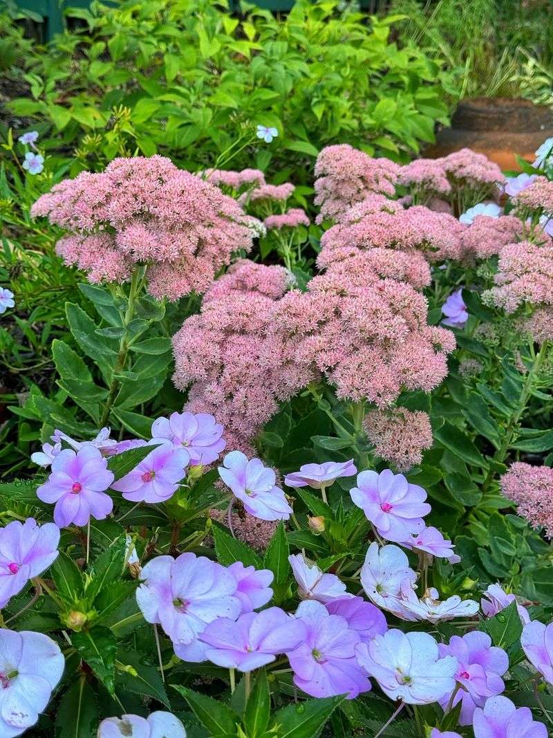 Sedum 'Autumn Joy'