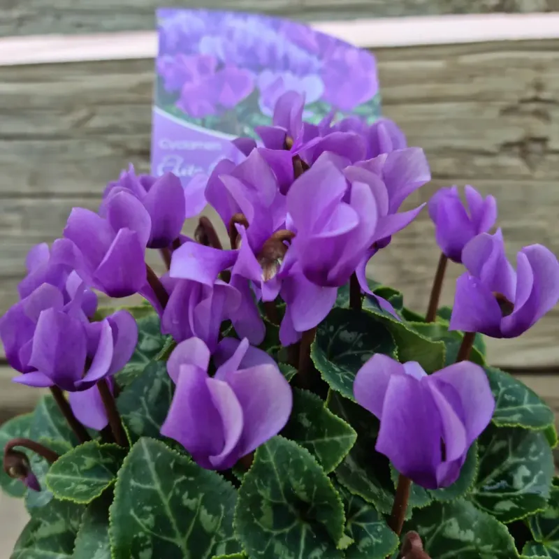 Cyclamen