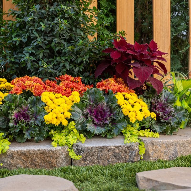 Ornamental Kale